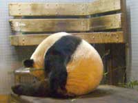 Panda  B&auml;r