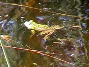 Frosch