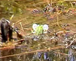 Frosch quarkt
