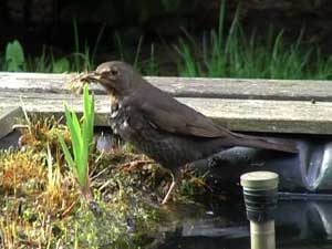 Amsel