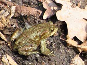 Frosch