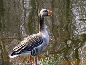 Gans