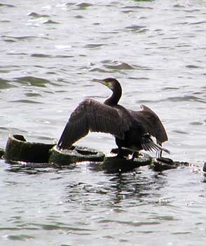 Kormoran