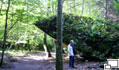 Wolfsschanze
