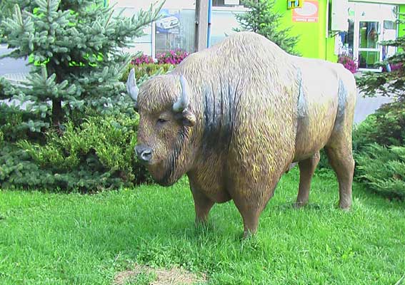 Ein Wisent, der europ&auml;ischer Bison