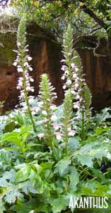 Akanthus