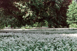 Landschaftsgarten