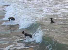 Oietrasanta Surfer